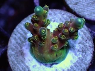 CE Frag (Coral Essentials) - AQUASTAGE 518