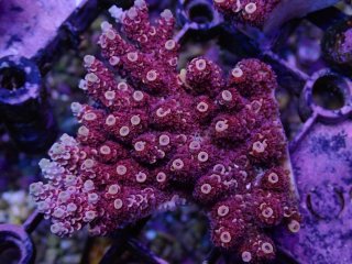 Tiny Acro<br/>Hyacinth Red