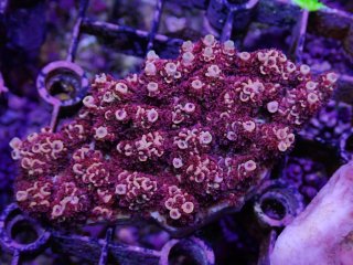 Tiny Acro<br/>Hyacinth Red