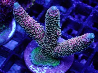 CE Frag (Coral Essentials) - AQUASTAGE 518