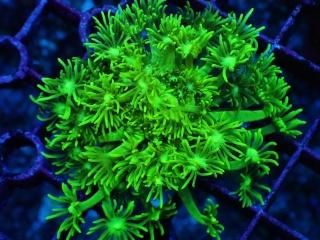 ﾊﾅｶﾞｻｻﾝｺﾞ・ｱﾜｻﾝｺﾞ - AQUASTAGE 518