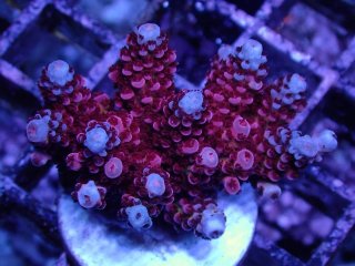  Acropora Frag<br>Hyacinth Ultra Red