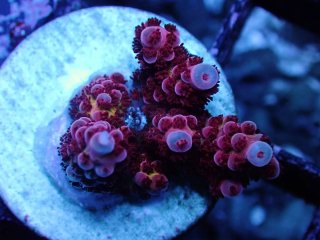 Acropora Frag<br>Hyacinth Ultra Red