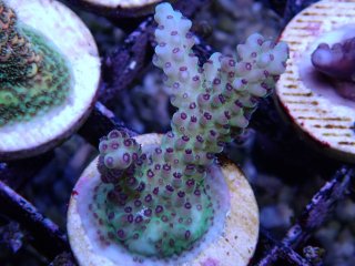  Acropora Frag<br>Nasuta Purple Polyp