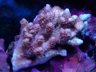 Tiny Acro<br/>Acropora sp