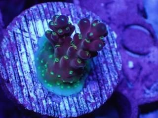 珊瑚　2 その他 | HOUSE REEF(ハウスリーフ)サンゴ・海水魚・海藻・通販