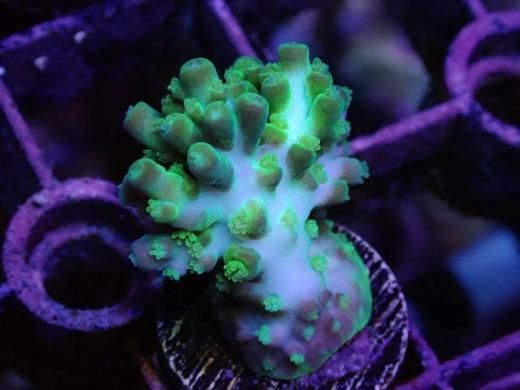 Coral プロフィール必読 コーラルフリークスのバックナンバー | 雑誌/電子書籍/定期購読