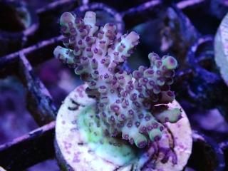 CE Frag (Coral Essentials) - AQUASTAGE 518