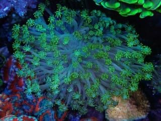 ﾊﾅｶﾞｻｻﾝｺﾞ・ｱﾜｻﾝｺﾞ - AQUASTAGE 518