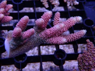 Tiny Acro<br/>Prostrata Pink