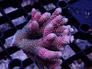 Tiny Acro<br/>Prostrata Pink