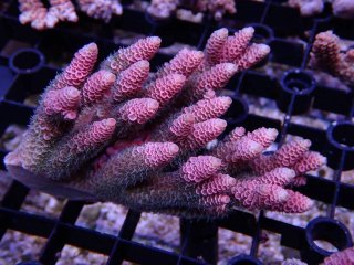 Tiny Acro<br/>Prostrata Pink