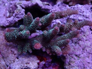 Tiny Acro<br/>Prostrata Blue