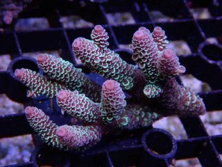 Tiny Acro<br/>Prostrata Blue