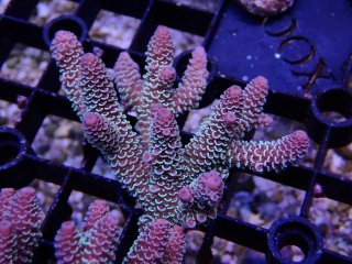 Tiny Acro<br/>Prostrata Blue