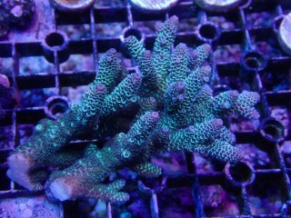 Tiny Acro<br/>Prostrata Blue