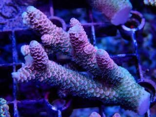 Tiny Acro<br/>Prostrata Pink
