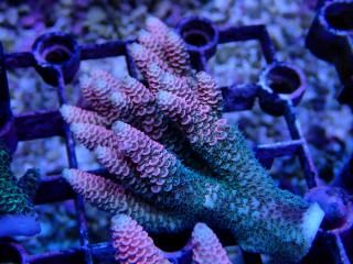 Tiny Acro<br/>Prostrata Pink