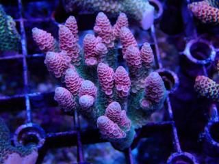 Tiny Acro<br/>Prostrata Pink