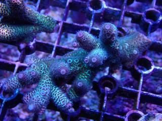 Tiny Acro<br/>Prostrata Blue