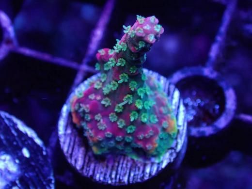 CE Acro Wonder Woman - AQUASTAGE 518