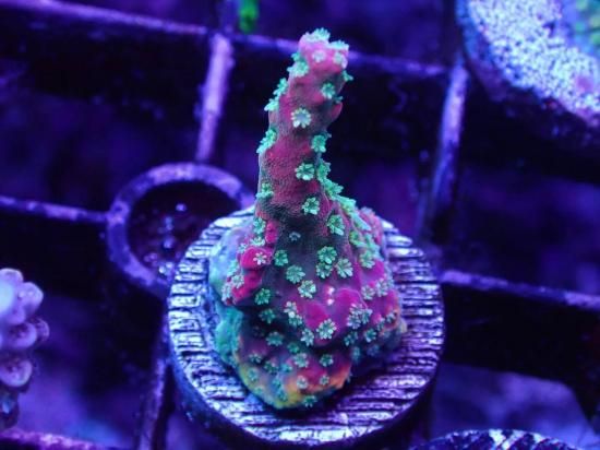 CE Acro Wonder Woman - AQUASTAGE 518