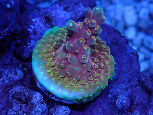 CE Acro Island Red Devil(ASﾌﾞﾘｰﾄﾞ) - AQUASTAGE 518