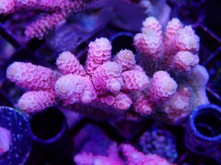 Tiny Acro<br/>Prostrata Pink