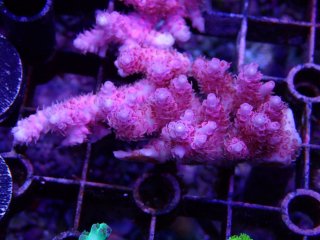 Tiny Acro<br/>Anthocercis Pink