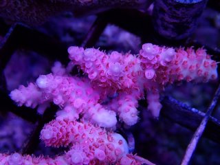 Tiny Acro<br/>Anthocercis Pink