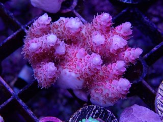 Tiny Acro<br/>Anthocercis Pink