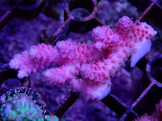 Tiny Acro<br/>Anthocercis Pink