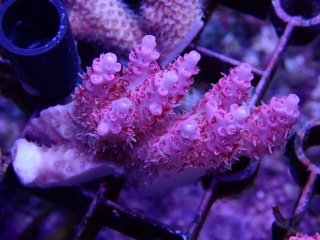 Tiny Acro<br/>Anthocercis Pink