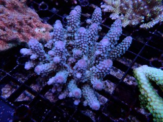 IF Acro <br/>Humilis Blue