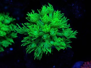 CE Goniopora<br/> Toxic Green