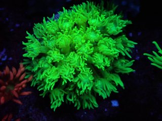 CE Goniopora<br/> Toxic Green