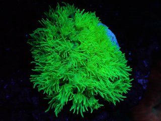 CE Goniopora<br/> Toxic Green