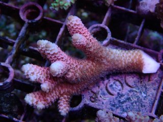 Tiny Acro<br/>Prostrata Pink