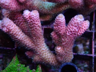 Tiny Acro<br/>Prostrata Pink