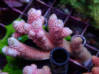 Tiny Acro<br/>Prostrata Pink