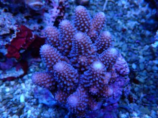 IF Acro <br/>Humilis Blue