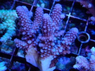 Tiny Acro<br/>Humilis Blue