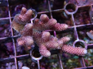 Tiny Acro<br/>Millepora Pink