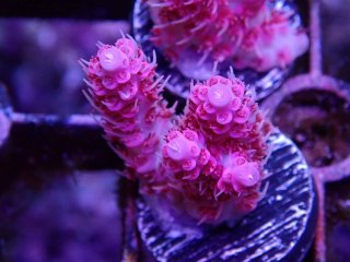  Acropora Frag<br>Anthocercis Pink