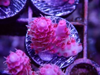  Acropora Frag<br>Anthocercis Pink