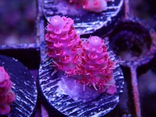  Acropora Frag<br>Anthocercis Pink