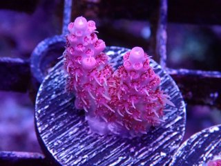  Acropora Frag<br>Anthocercis Pink