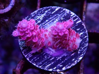  Acropora Frag<br>Anthocercis Pink