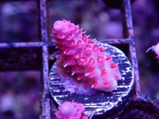  Acropora Frag<br>Anthocercis Pink