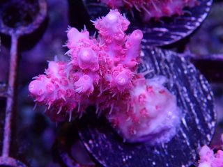  Acropora Frag<br>Anthocercis Pink